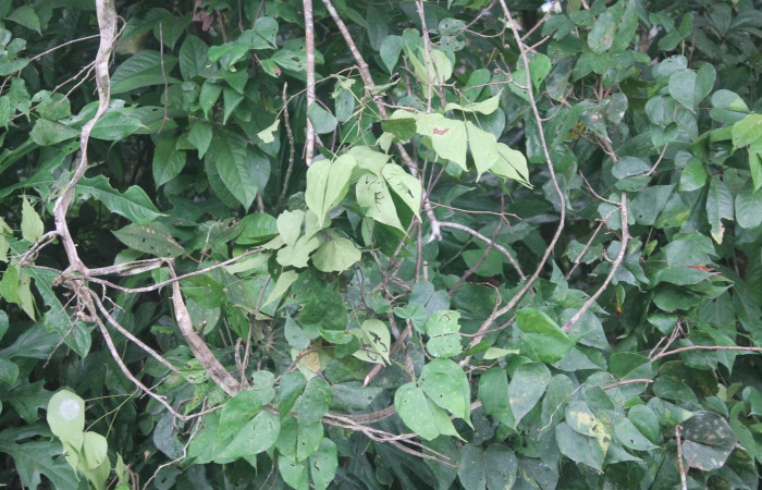 Figura 5. planta hospedera <i>Bauhinia ungulata</i> donde se alimenta  la larva <i>Aguna asander</i>, Hesperiidae. Estación Biológica  Botarrama. Foto Keiner Aragon, 26/11/2019.