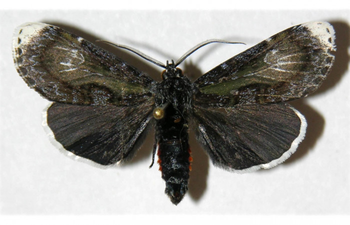 Fig. 7. Adulto <i>Erocha leucotelus</i>, vista dorsal miden 40 mm en alas abiertas. Voucher 02-SRNP-16494-DHJ313132.