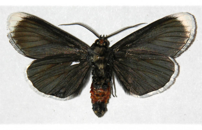  Fig. 8. Adulto <i>Erocha leucotelus</i>, vista ventral miden 40 mm en alas abiertas. Voucher 02-SRNP-16494-DHJ313133.