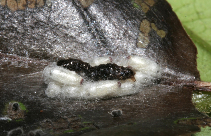   Fig 11. Capullos de parásito <i>Parapanteles</i> Janzen01 subfamilia Microgastrinae, familia Braconidae, en larva <i>Erocha leucotelus</i>. Voucher 09-SRNP-42751- DHJ466644.
