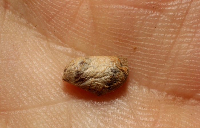 Fig 12. Capullo de parásito de la familia Ichneumonidae subfamilia Campopleginae, en larva <i>Erocha leucotelus</i>. Voucher 11-SRNP-75739-DHJ804115.