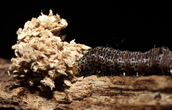 Fig. 6. Prepupa <i>Erocha leucotelus</i> en el proceso de prepupa y de cortar un agujero en la madera blanda. Voucher 13 SRNP-10073- DHJ498914.