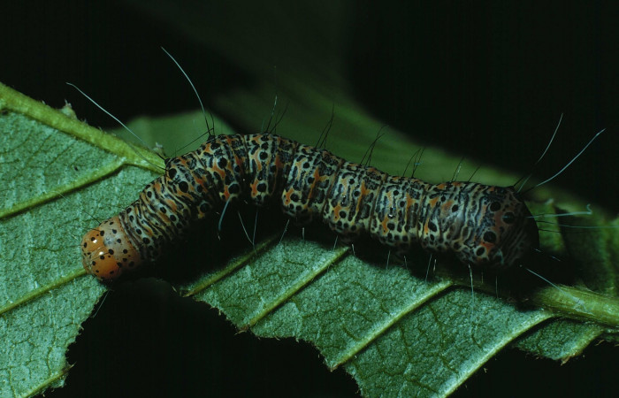 Fig. 3. <i>Erocha leucotelus</i> dorsal entero.  Bosque San Emilio Sector Santa Rosa, último estadio. Voucher 83-SRNP-672- DHJ5533.