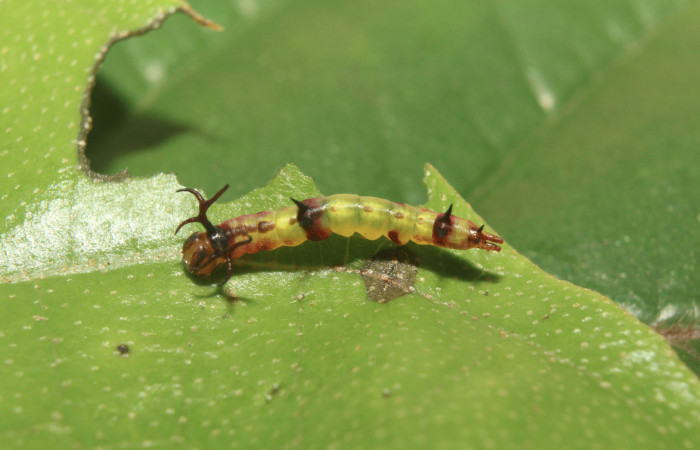 Figura 2. Larva <i>Deltochlora splendens</i> (Notodontidae), tercer estadío (PPU) vista dorsal, localidad Sendero Manguera Estación Quica, Sector Pitilla ACG (470m). Voucher: 17-SRNP-71416-DHJ738053.jpg.