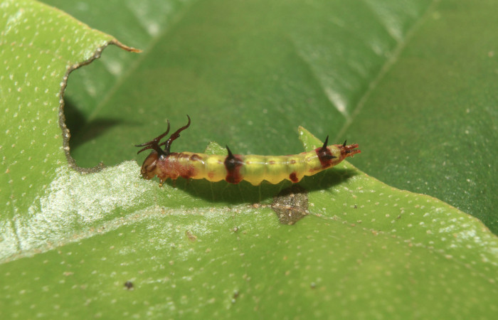 Figura 1. Larva <i>Deltochlora splendens</i> (Notodontidae), vista dorsal, localidad Sendero Manguera Estación Quica, Sector Pitilla ACG (470). Voucher: 17-SRNP-71416-DHJ738058.jpg.
