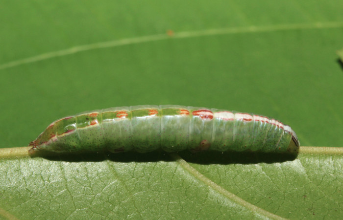Figura 4. Larva <i>Deltochlora splendens</i> (Notodontidae), último estadío (U) vista dorsal, localidad Sendero Manguera Estación Quica, Sector Pitilla ACG (470m). Voucher: 17-SRNP-71416-DHJ738243.jpg.