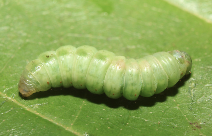 Figura 5. Larva <i>Deltochlora splendens</i> (Notodontidae), en estado de prepupa vista dorsal, localidad Sendero Manguera Estación Quica, Sector Pitilla ACG (470m). Voucher: 17-SRNP-71416-DHJ738249.jpg.