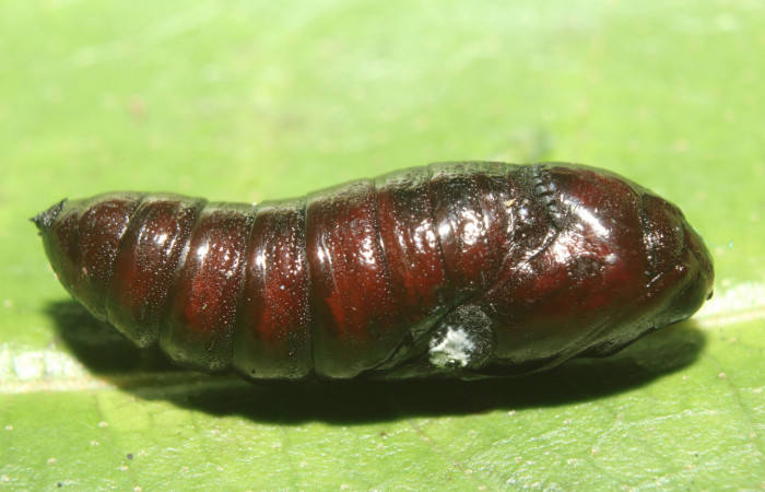 Figura 6. Pupa de <i>Deltochlora splendens</i> (Notodontidae), vista lateral, localidad Sendero Manguera Estación Quica, Sector Pitilla ACG (470m). Voucher: 17-SRNP-71416-DHJ738314.jpg.