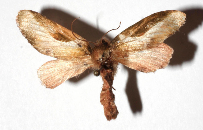 Figura 7. Adulto de <i>Deltochlora splendens</i> (Notodontidae), macho vista dorsal, localidad Sendero Manguera Estación Quica, Sector Pitilla ACG (470m). Voucher: 17-SRNP-71416-DHJ930422.jpg.