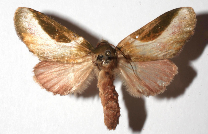 Figura 9. Adulto de <i>Deltochlora splendens</i> (Notodontidae), hembra vista dorsal, localidad Medrano Estación Quica, Sector Pitilla ACG (380m). Voucher: 17-SRNP-72307-DHJ932970.jpg.