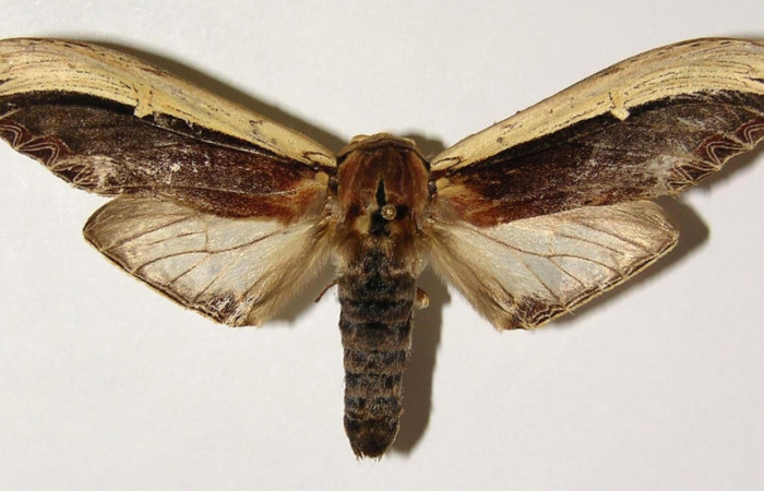 Figura 20. Adulto <i>Truncaptera gigantea</i> (Notodontidae). Macho dorsal. 00-SRNP-21593-DHJ300774.