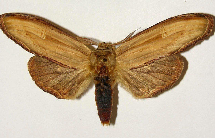 Figura 18. Adulto <i>Truncaptera facis</i> (Notodontidae). Macho dorsal. 00- SRNP-9736-DHJ302396.