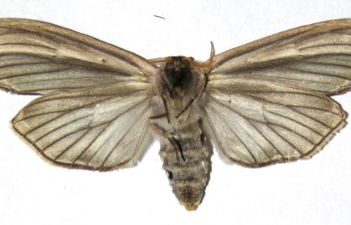 Figura 14. Adulto <i>Truncaptera guatemalensis</i> (Notodontidae). Hembra ventral dorsal. 04-SRNP-24551-DHJ311285.