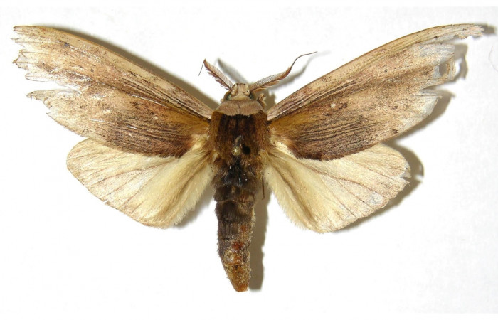 Figura 24. Adulto <i>Truncaptera postpallida</i> (Notodontidae). Macho dorsal. 04-SRNP-30422-DHJ310990.