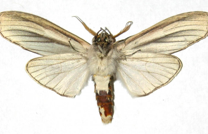 Figura 16. Adulto <i>Truncaptera guatemalensis</i> (Notodontidae). Macho ventral. 04-SRNP-47303-DHJ311281.