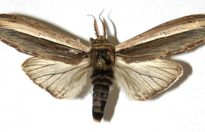 Figura 15. Adulto <i>Truncaptera guatemalensis</i> (Notodontidae). Macho dorsal. 04-SRNP-47304-DHJ311278.