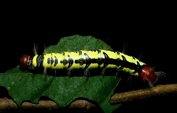 Figura 10. Larva <i>Truncaptera guatemalensis</i> (Notodontidae). Posición dorsal en la hoja de la planta <i>Guazuma ulmifolia</i> (Malvaceae). 09-SRNP-56460-DHJ456987.jpg.