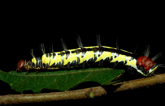 Figura 11. Larva <i>Truncaptera guatemalensis</i> (Notodontidae). Posición lateral en la hoja de la planta <i>Guazuma ulmifolia</i> (Malvaceae). 09-SRNP-56460-DHJ456988.jpg.