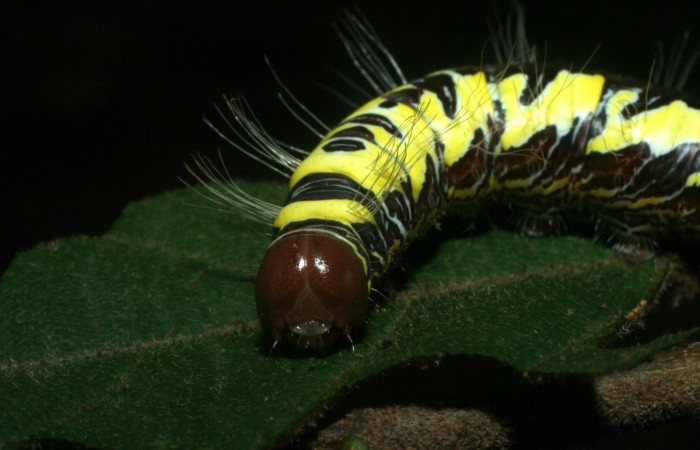 Figura 12. Larva <i>Truncaptera guatemalensis</i> (Notodontidae). Posición cabeza en la hoja de la planta <i>Guazuma ulmifolia</i> (Malvaceae). 09-SRNP-56460-DHJ456990.jpg.