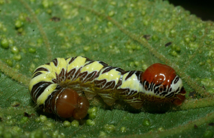 Figura 8. Larva <i>Truncaptera guatemalensis</i> (Notodontidae). Posición lateral en la hoja de la planta <i>Guazuma ulmifolia</i> (Malvaceae). 09-SRNP-56460-DHJ460429.jpg.
