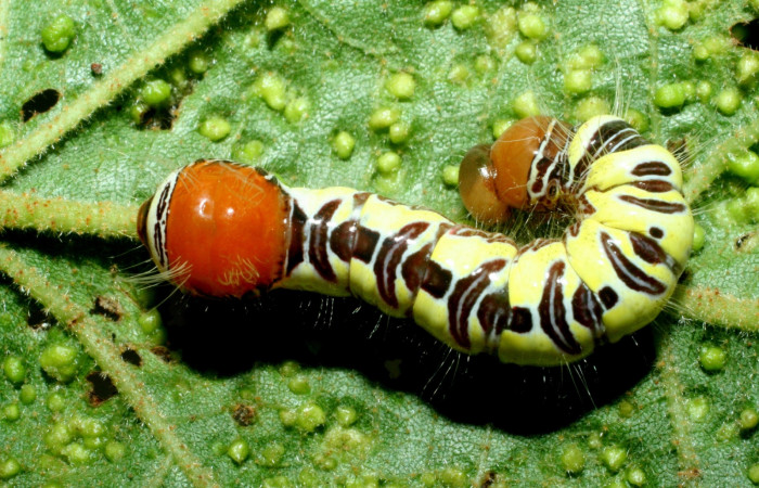 Figura 9. Larva <i>Truncaptera guatemalensis</i> (Notodontidae). Posición dorsal en la hoja de la planta <i>Guazuma ulmifolia</i> (Malvaceae). 09-SRNP-56460-DHJ460430.jpg.