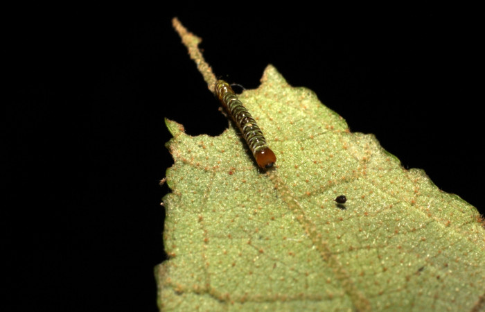 Figura 3. Larva <i>Truncaptera guatemalensis</i> (Notodontidae). Posición cabeza en la hoja de la planta <i>Guazuma ulmifolia</i> (Malvaceae). 11-SRNP-12761-DHJ493906.jpg.