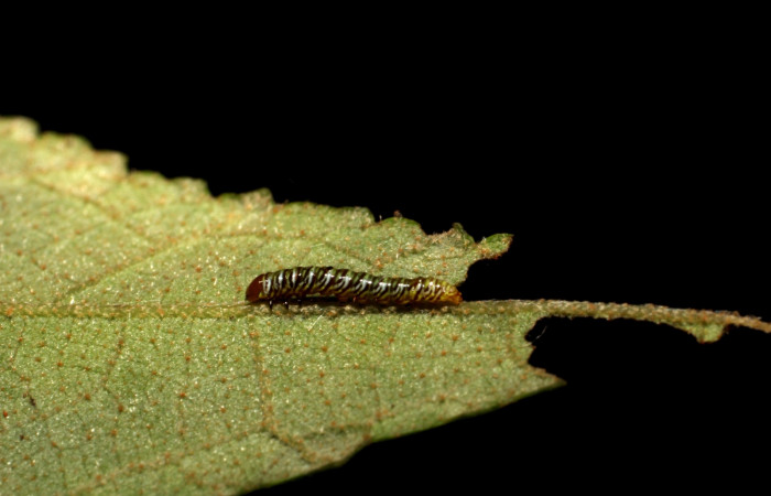 Figura 4. Larva <i>Truncaptera guatemalensis</i> (Notodontidae). Posición lateral en la hoja de la planta <i>Guazuma ulmifolia</i> (Malvaceae). 11-SRNP-12761-DHJ493910.jpg.