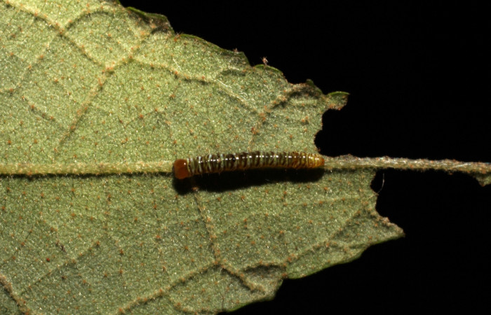 Figura 5. Larva <i>Truncaptera guatemalensis</i> (Notodontidae). Posición dorsal en la hoja de la planta <i>Guazuma ulmifolia</i> (Malvaceae). 11-SRNP-12761-DHJ493911.jpg.