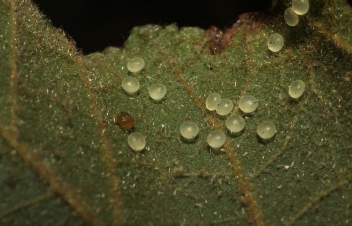 Figura 2. Huevos de <i>Truncaptera guatemalensis</i> (Notodontidae). Posición grupo de huevos en la hoja de la planta <i>Guazuma ulmifolia</i> (Malvaceae). 11-SRNP-12761- DHJ493917.jp