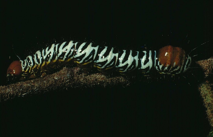 Figura 6. Larva <i>Truncaptera guatemalensis</i> (Notodontidae). Posición lateral en la hoja de la planta <i>Guazuma ulmifolia</i> (Malvaceae). 84-SRNP-1646-DHJ8544.jpg.