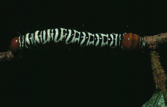 Figura 7. Larva <i>Truncaptera guatemalensis</i> (Notodontidae). Posición lateral en la hoja de la planta <i>Guazuma ulmifolia</i> (Malvaceae). 84-SRNP-1646-DHJ8544.jpg.