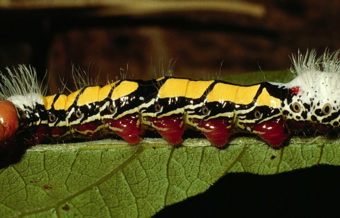 Figura 17. Larva <i>Truncaptera facis</i> (Notodontidae). Posición lateral en la hoja de la planta <i>Mortoniodendron guatemalense</i> (Malvaceae). 98- SRNP-15694-DHJ47873.jpg.