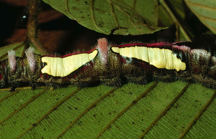 Figura 19. Larva <i>Truncaptera gigantea</i> (Notodontidae). Posición lateral en la hoja de la planta <i>Coussapoa nymphaeifolia</i> (Urticaceae). 99- SRNP-12510-DHJ51830.jpg.