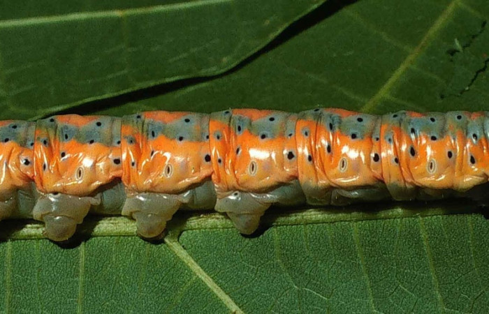 Figura 21. Larva <i>Truncaptera mirabilis</i> (Notodontidae). Posición lateral en la hoja de la planta <i>Sterculia apetala</i> (Malvaceae). 99-SRNP-8832-DHJ51462.jpg.