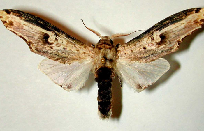 Figura 22. Adulto <i>Truncaptera mirabilis</i> (Notodontidae). Macho dorsal. 00-SRNP-7921-DHJ32354.