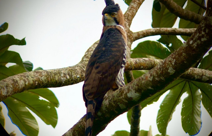 19 de octubre 2019  Área de Conservación Guanacaste  Fotos: Team NorthWest
