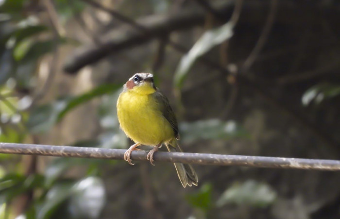19 de octubre 2019  Área de Conservación Guanacaste  Fotos: Team NorthWest