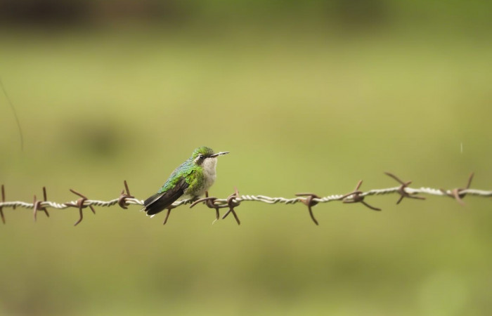 19 de octubre 2019  Área de Conservación Guanacaste  Fotos: Team NorthWest