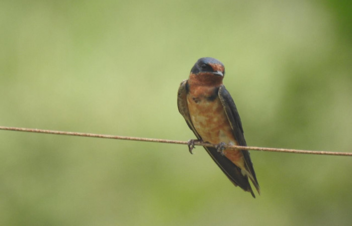 19 de octubre 2019  Área de Conservación Guanacaste  Fotos: Team NorthWest