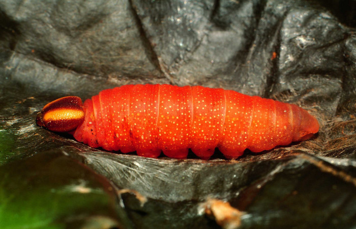 Figura 5. Larva <i>Euriphellus phraxanor</i> (Hesperiidae), en estado de prepupa vista lateral, localidad Sendero Corredor Sector San Cristóbal ACG (620m). Voucher: 00-SRNP-22214-DHJ56580.jpg.