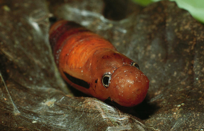 Figura 6. Pupa de <i>Euriphellus phraxanor</i> (Hesperiidae), vista frontal, localidad Sendero Corredor Sector San Cristóbal ACG (620m). Voucher: 02-SRNP-2635-DHJ65620.jpg.