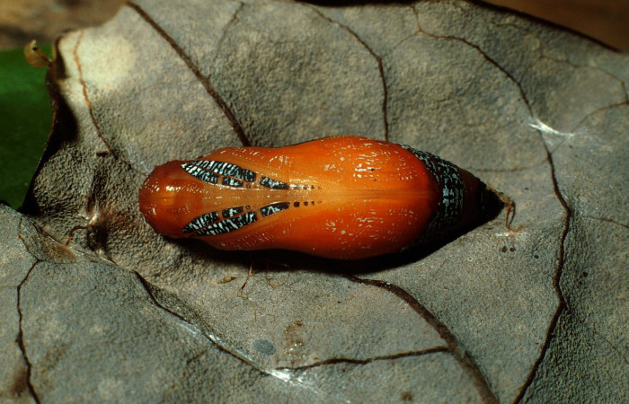 Figura 7. Pupa de <i>Euriphellus phraxanor</i> (Hesperiidae), vista ventral, localidad Sendero Corredor Sector San Cristóbal ACG (620m). Voucher: 02-SRNP-3485-DHJ67335.jpg.