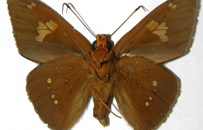 Figura 9. Adulto de <i>Euriphellus phraxanor</i>  (Hesperiidae), macho vista ventral, localidad Guacimos Sector Del Oro ACG (380m). Voucher: 04-SRNP-27329-DHJ351889.jpg.