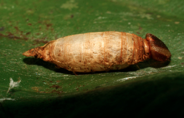 Figura 15. Capullo de parásito <i>Hyposoter</i> HYP-301 (Ichneumonidae), que ataca <i>Euriphellus phraxanor</i> (Hesperiidae), localidad Sendero Evangelista Sector Pitilla ACG (660m). Voucher: 08-SRNP-32821-DHJ449180.jpg.