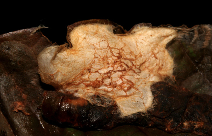 Figura 14. Capullos de parásitos <i>Bracon felipechavarriae</i> (Braconidae), que ataca <i>Euriphellus phraxanor</i> (Hesperiidae), localidad Sendero Huerta San Cristóbal ACG (527m). Voucher: 09-SRNP-561-DHJ451994.jpg.