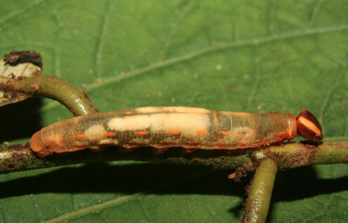 Figura 12. Larva <i>Euriphellus phraxanor</i> (Hesperiidae), vista parásitos (Braconidae) dentro de la cutícula, localidad Quebradona Estación Quica Sector Pitilla ACG (475m). Voucher: 14-SRNP-70002-DHJ703668.jpg.