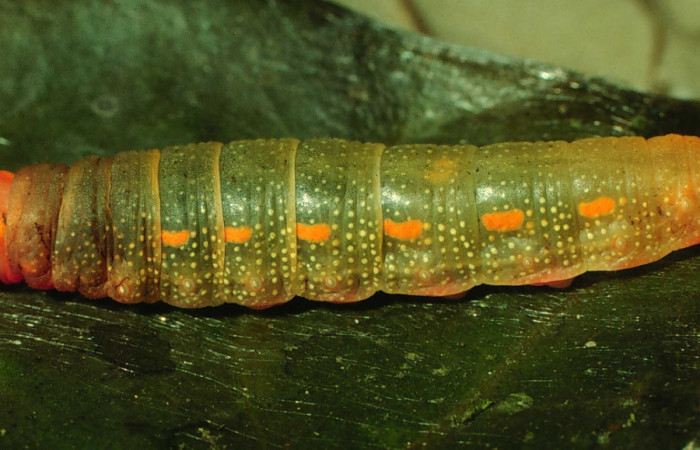Figura 3. Larva <i>Euriphellus phraxanor</i> (Hesperiidae), penúltimo estadío (PU) vista lateral, localidad Vado Rio Cucaracho Sector San Cristóbal ACG (640m). Voucher: 97-SRNP-6159-DHJ43238.jpg.
