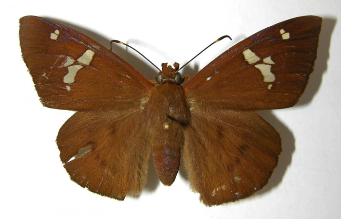 Figura 10. Adulto de <i>Euriphellus phraxanor</i>  (Hesperiidae), hembra vista dorsal, localidad Sendero Vivero Sector Sector San Cristóbal ACG (730m). Voucher: 99-SRNP-12255-DHJ352110.jpg.