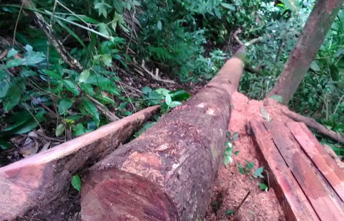 4 de diciembre 2019  Foto: Brigada de Control y Seguimiento Aprovechamiento Forestal  (BCAF.PSA)  Finca ubicada en Bella Vista de Santa Cecilia de la Cruz Gte