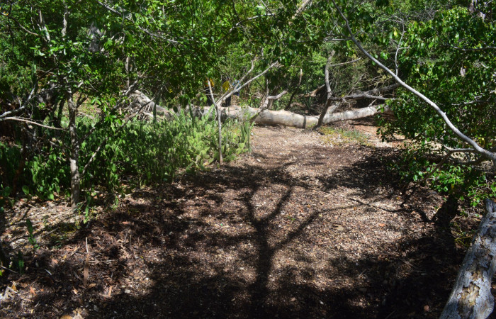 14 diciembre 2019  Foto: Olger Vega